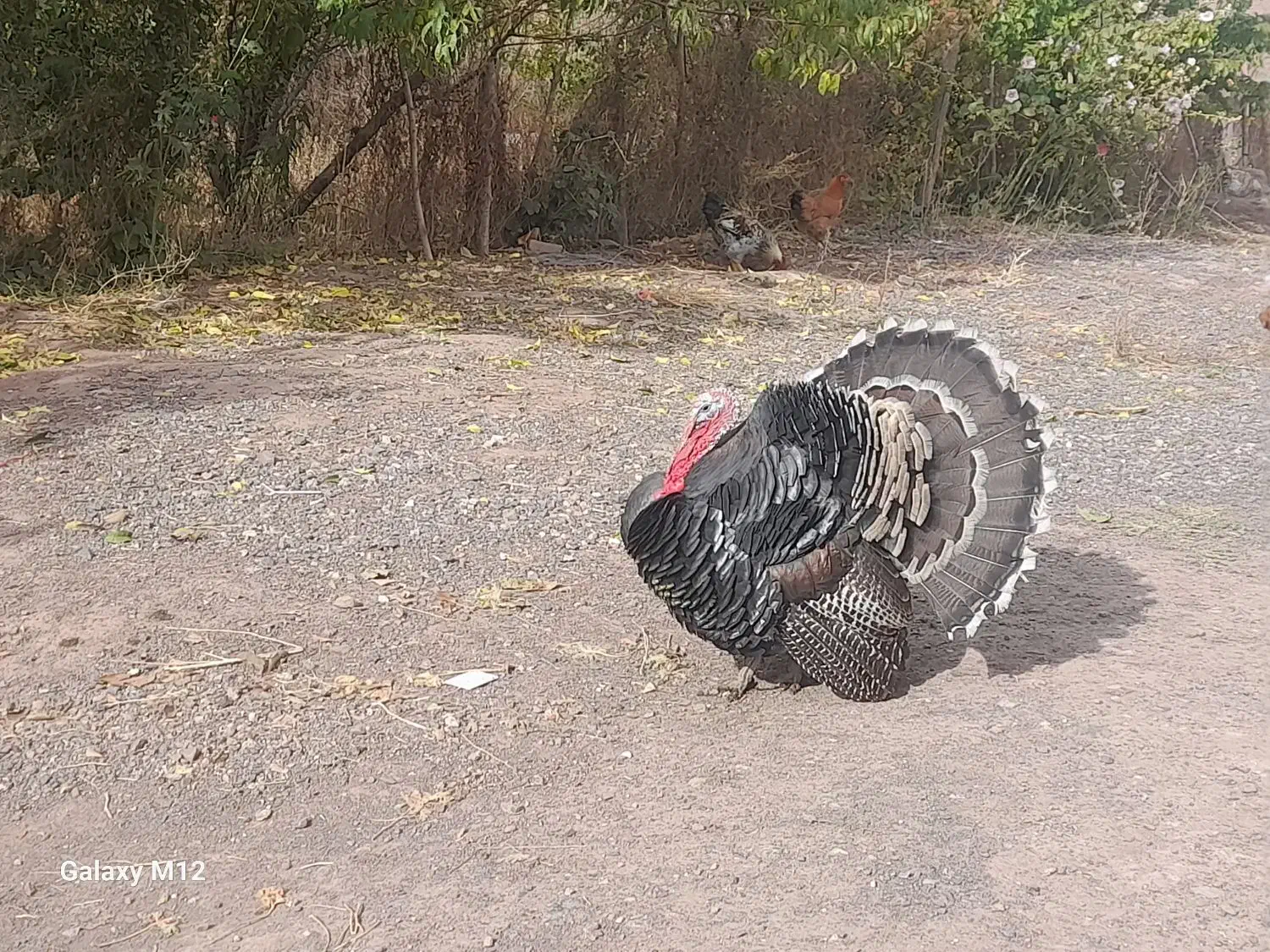 ۱عدد|حیوانات مزرعه|خوی, |دیوار