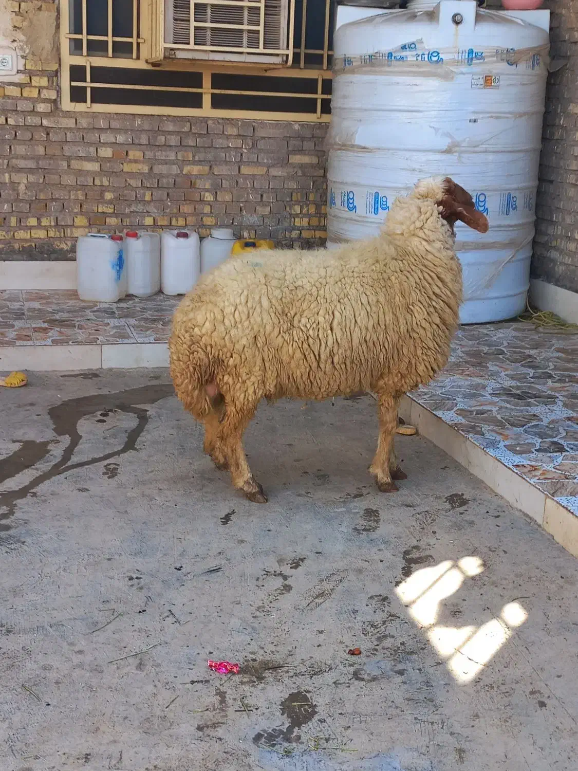 گوسفند|حیوانات مزرعه|اهواز, فتح|دیوار