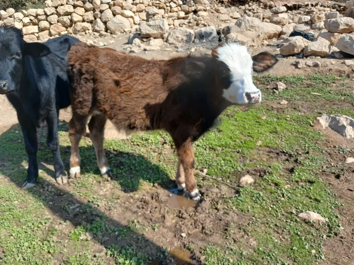 یک عددپل|حیوانات مزرعه|اندیکا, |دیوار