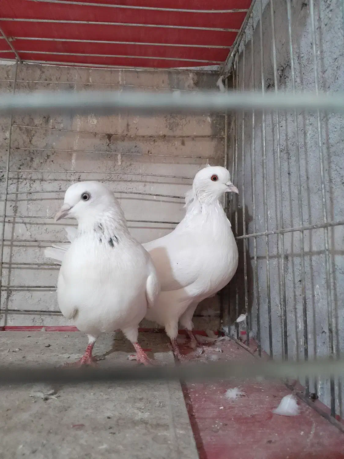 دو جفت کبوتر پرشی|پرنده|عنبرآباد, |دیوار