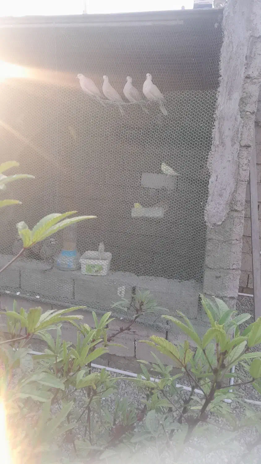 دوجفت کبوترک سالم سرحال|پرنده|زهک, |دیوار