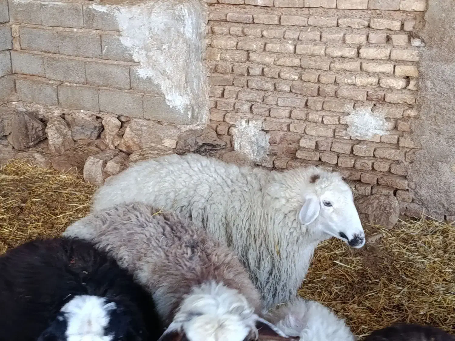 میش|حیوانات مزرعه|مرودشت, محمد آباد|دیوار