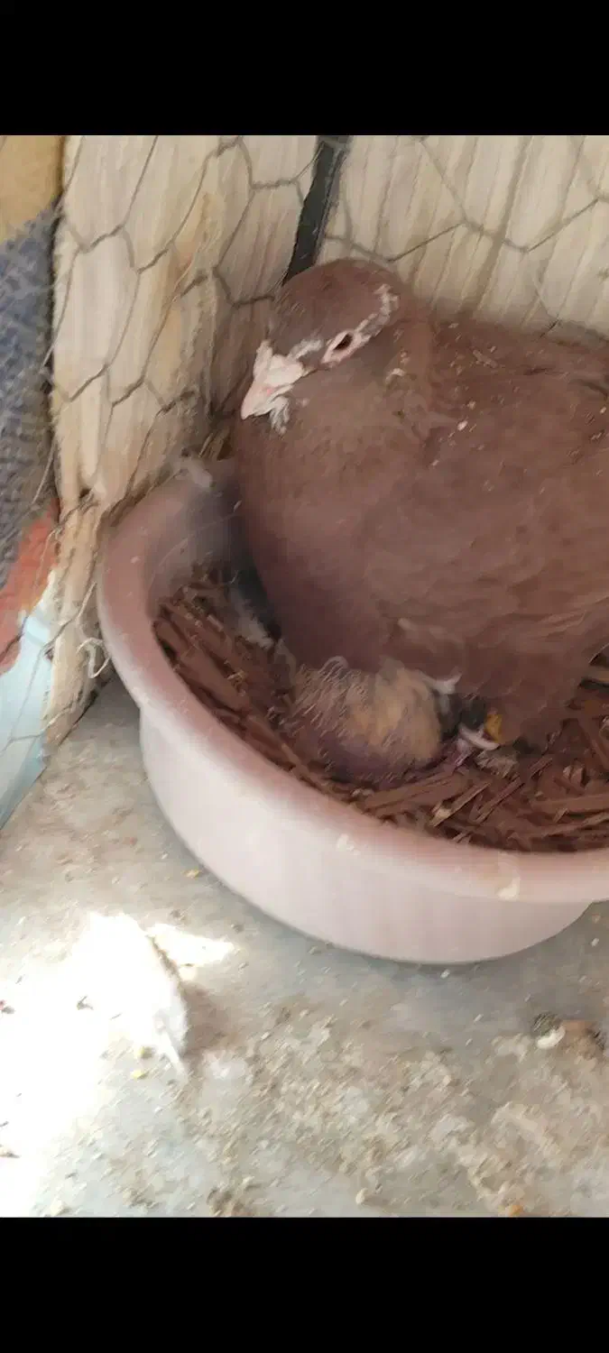 گمشده|پرنده|جهرم, |دیوار