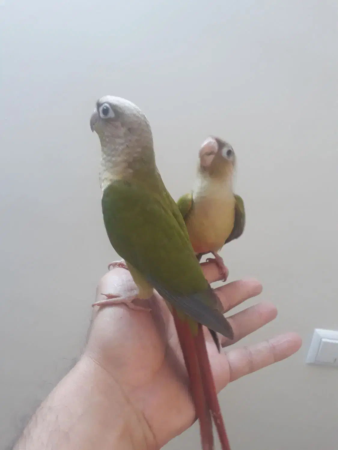 جوجه گیرینچک تازه دون خور شده رام|پرنده|ری, شهادت|دیوار