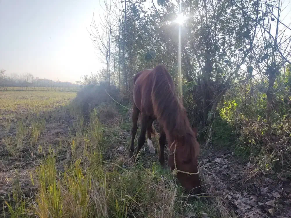 ۱عدد اسب نریان نژاد ۲رگ به همراه ۱عدد بز ماده|اسب و تجهیزات اسب‌سواری|آستانه اشرفیه, |دیوار