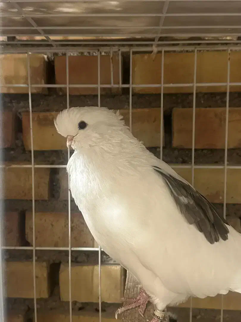 کبوتر نوک قنار با اصل و نصب|پرنده|علیآباد کتول, |دیوار