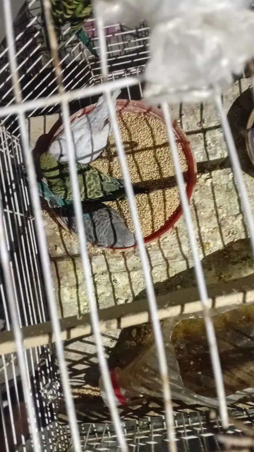 مرغ عشق|پرنده|میناب, |دیوار