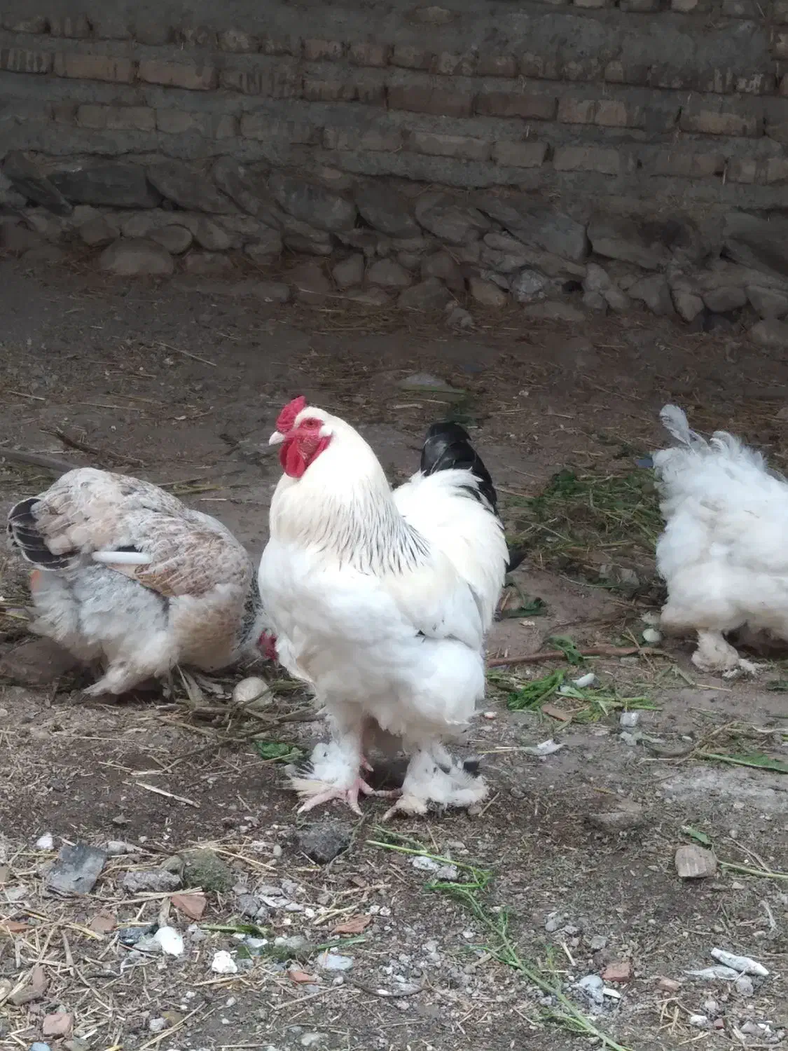 مرغ و خروس امپراتور برهما|حیوانات مزرعه|گرگان, |دیوار