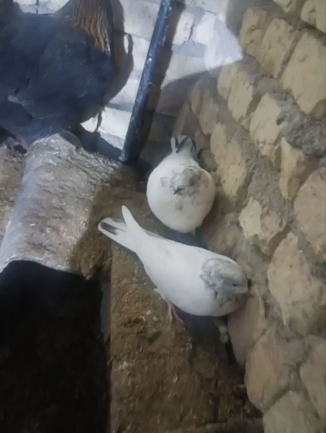 کبوتر کله دنبی|پرنده|بروجن, |دیوار