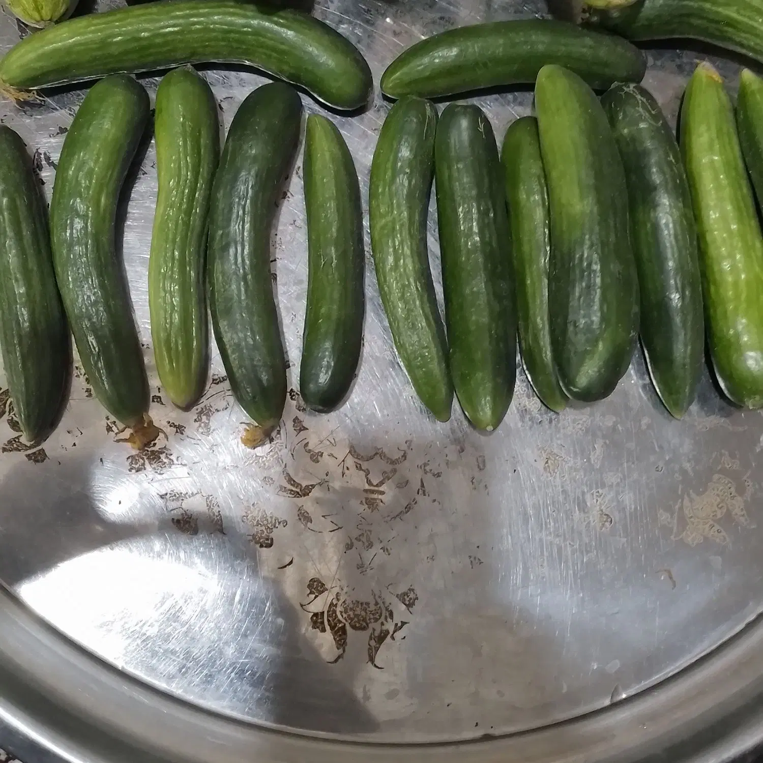 خیار|خوردنی و آشامیدنی|نیشابور, دهنو|دیوار