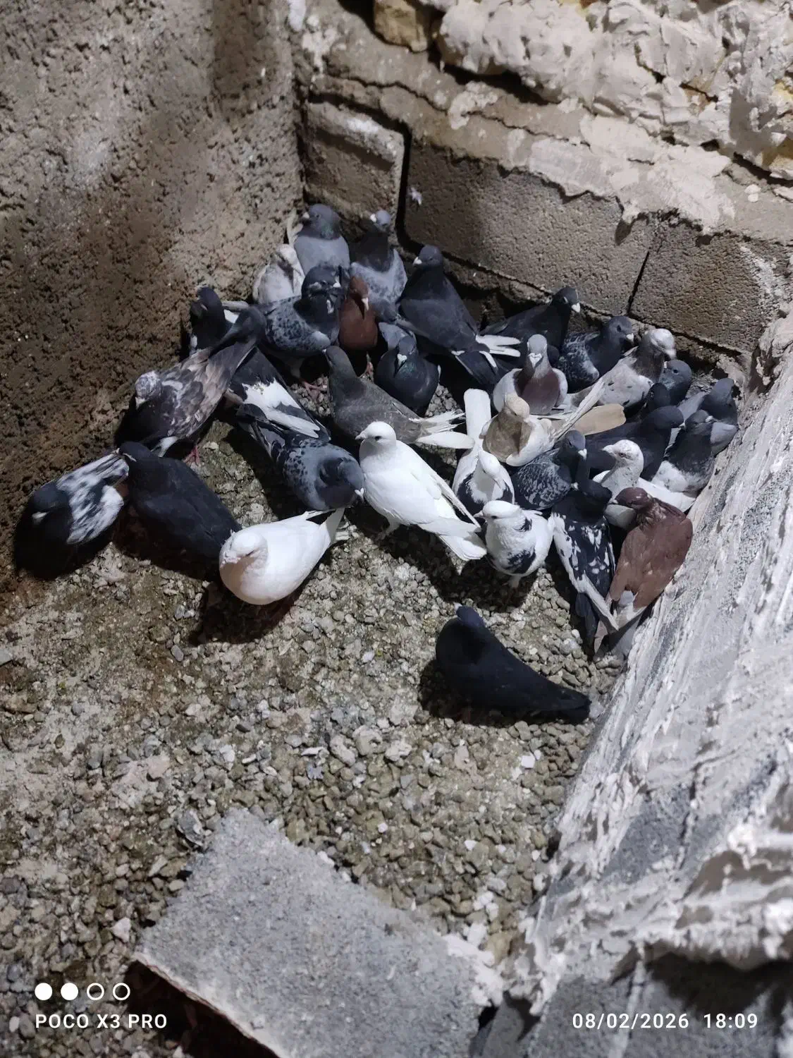 کفتر دسته|پرنده|مرودشت, نقش رستم|دیوار