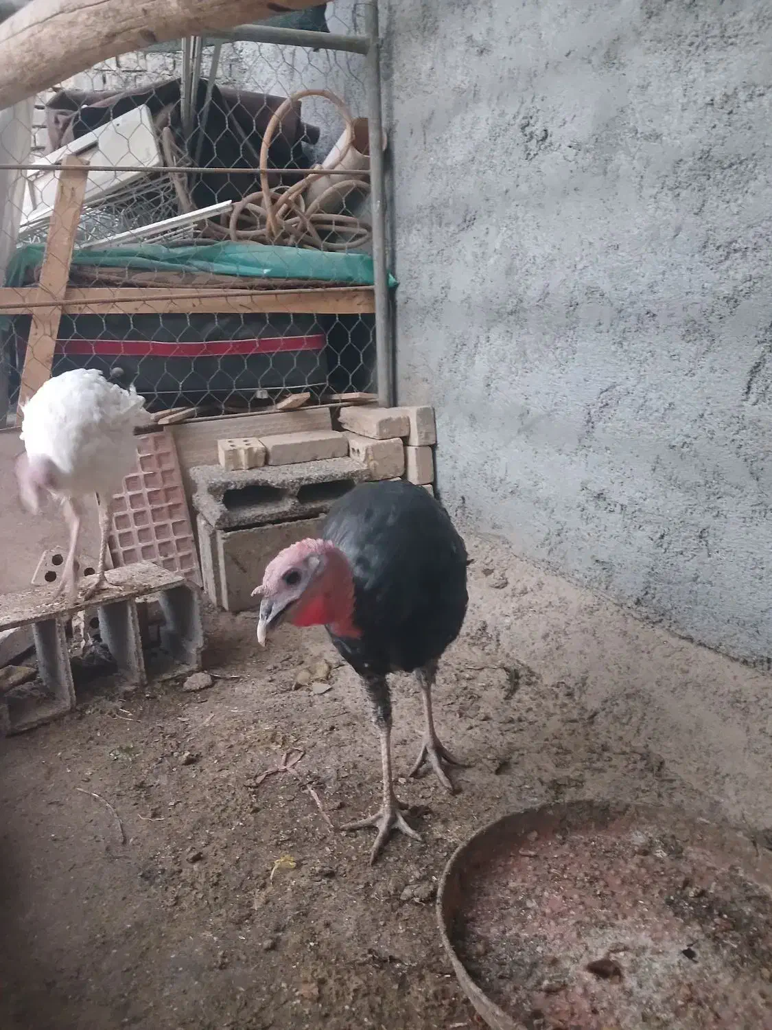 بوقلمون|حیوانات مزرعه|اهواز, اسماعیلیه|دیوار