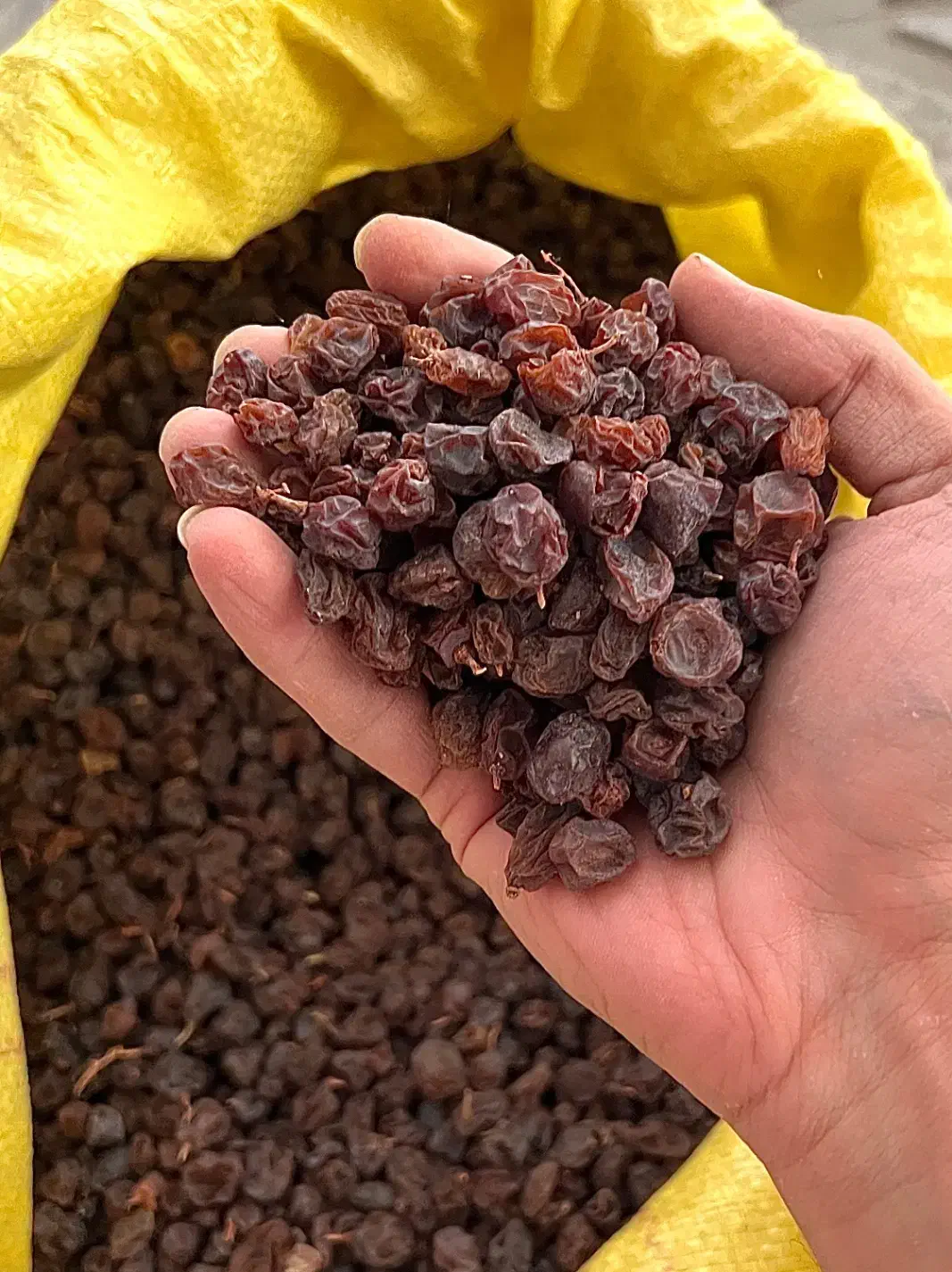 کشمش انگور عسگری بش|خوردنی و آشامیدنی|شیراز, شهرک بزین|دیوار