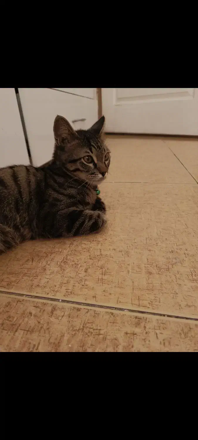 واگذاری گربع|گربه|کرمانشاه, |دیوار