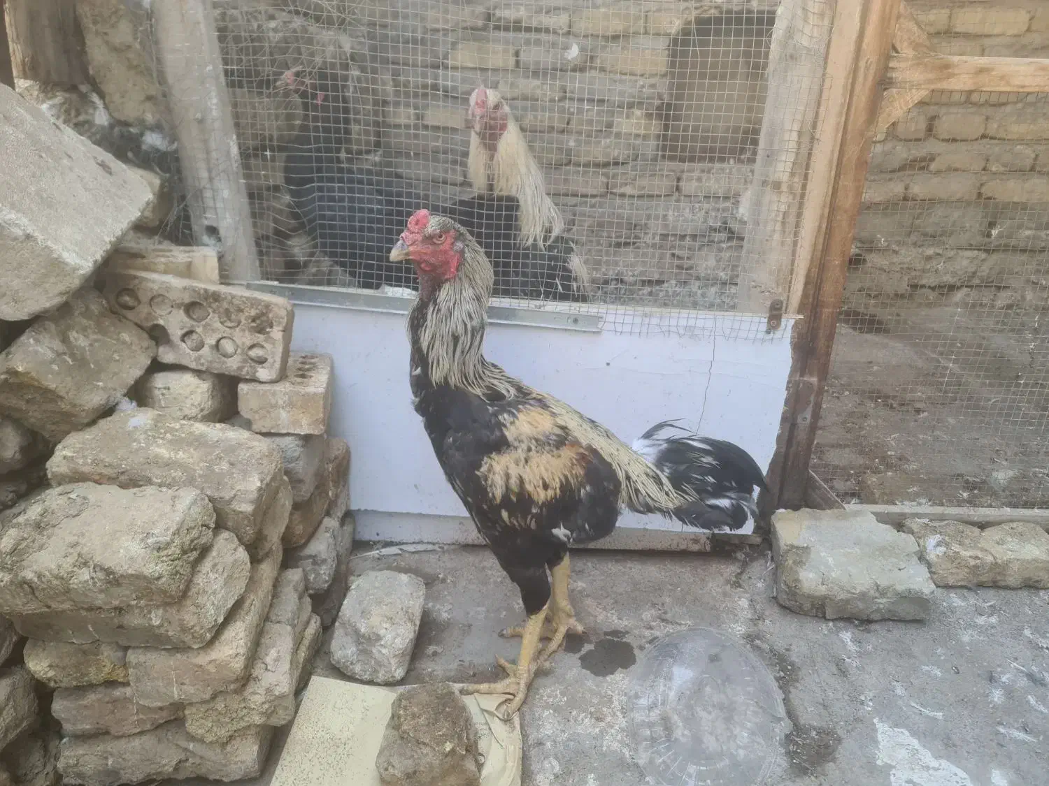 خروی لاری سالم وجوان|حیوانات مزرعه|مشهد, پنجتن|دیوار