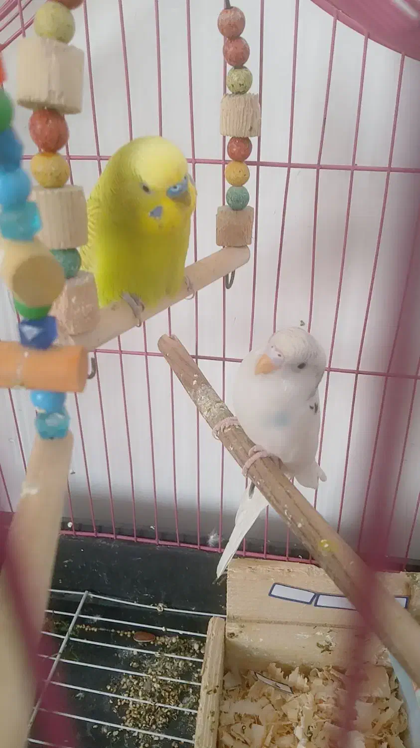 مرغ عشق|پرنده|رشت, کوی طالقانی|دیوار