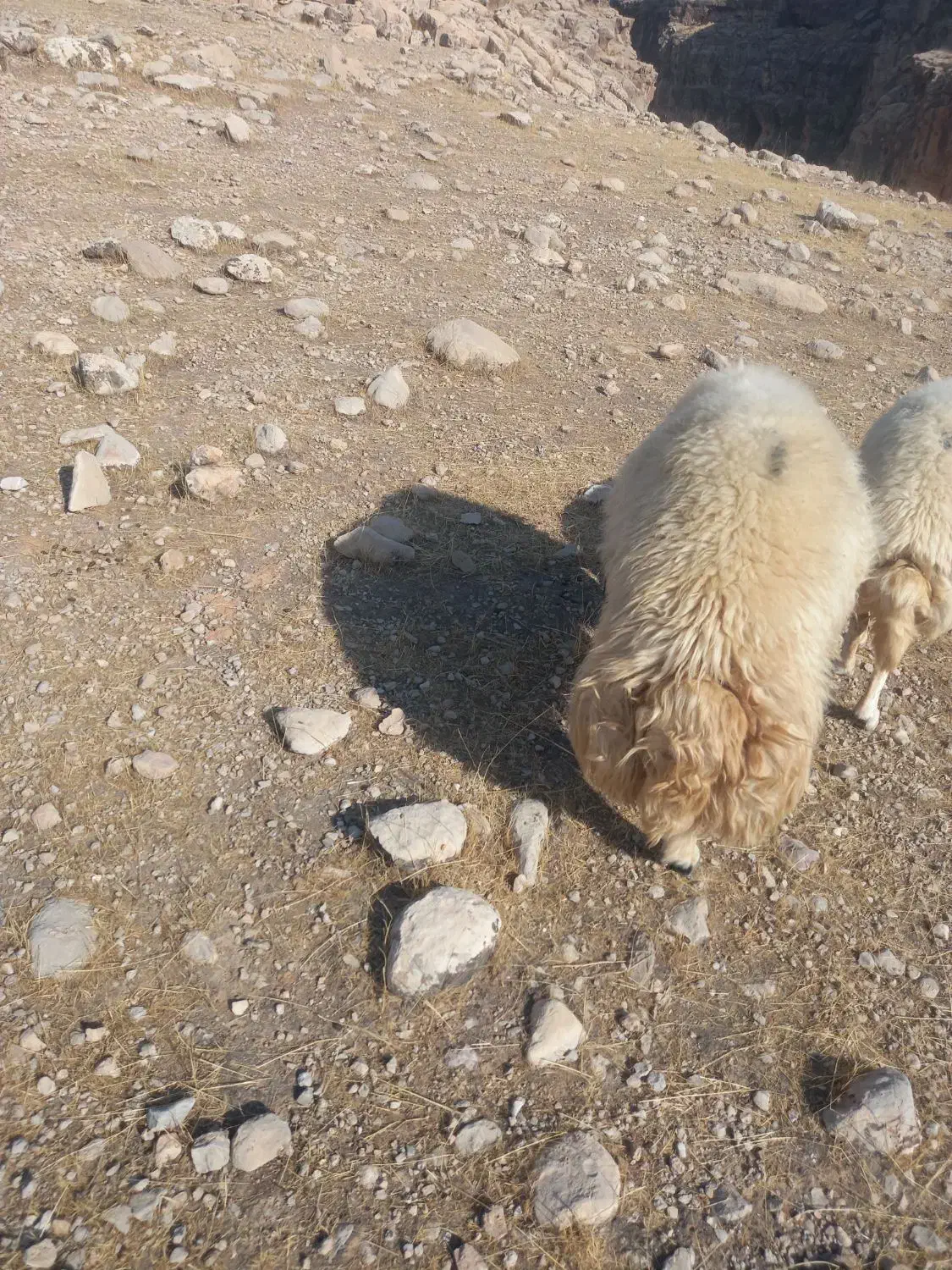 قوچ کله سیاه عالی عالی ۳ساله|حیوانات مزرعه|اندیمشک, |دیوار