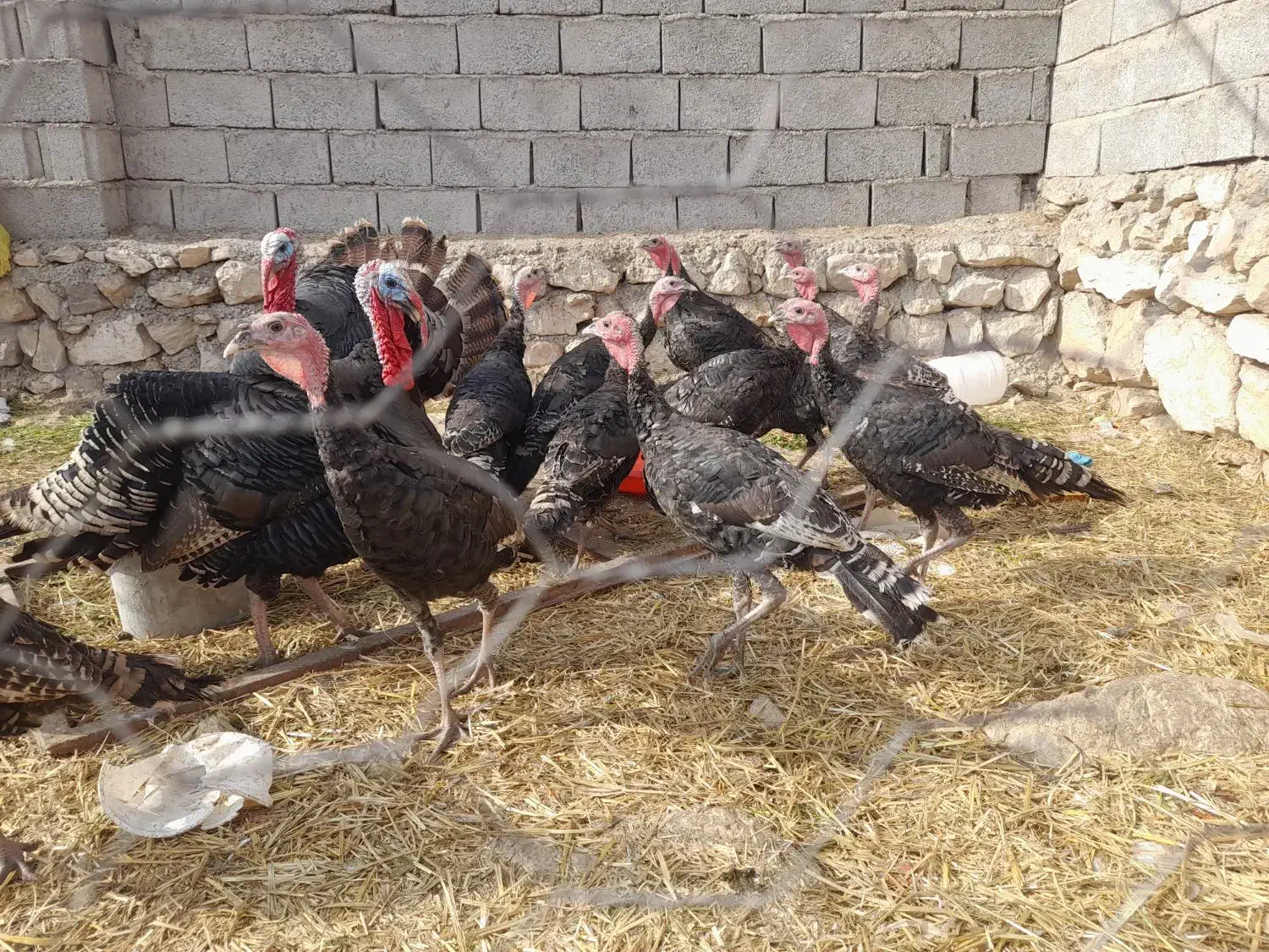 بوقلمون نر|حیوانات مزرعه|خوی, |دیوار