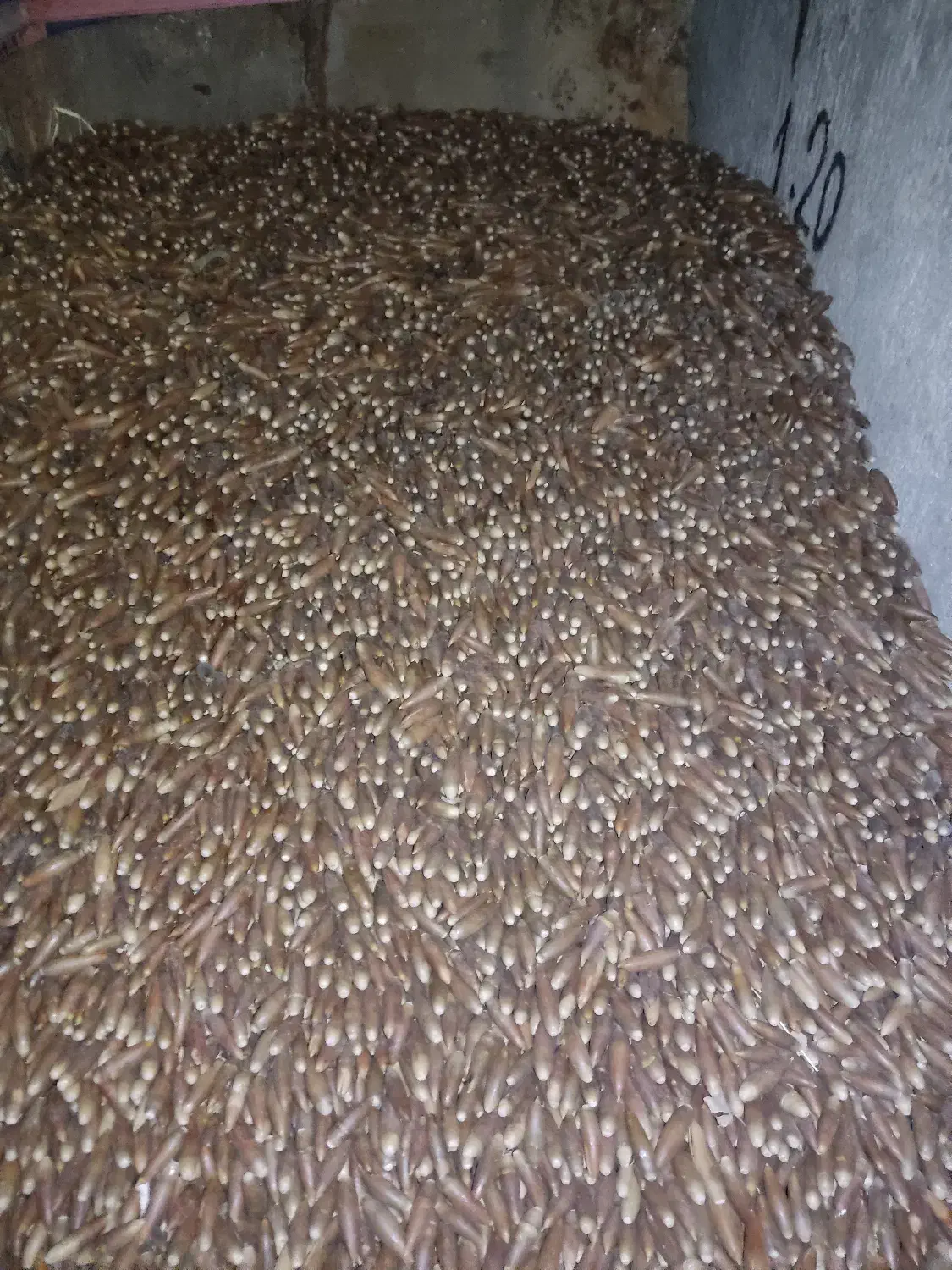 حیوانات مزرعه|حیوانات مزرعه|دهدشت, |دیوار