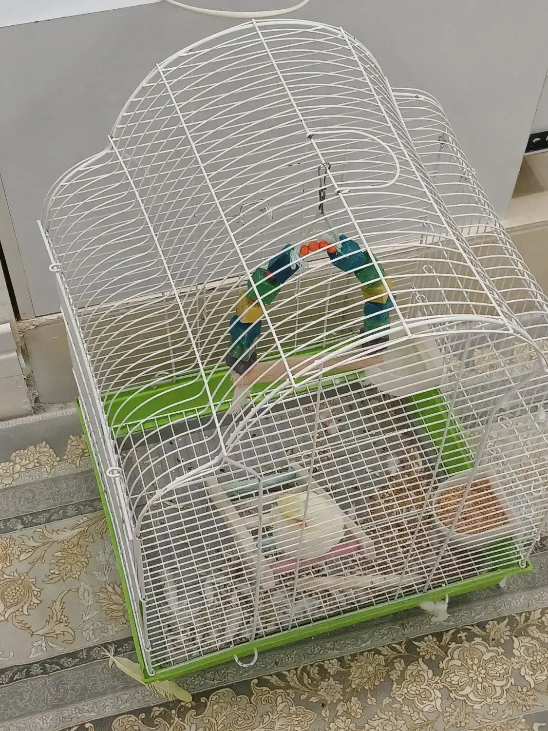 پرنده|پرنده|اردبیل, |دیوار