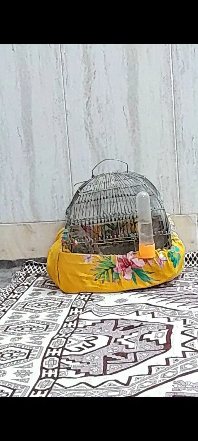 طوقی|پرنده|تربت جام, والفجر|دیوار