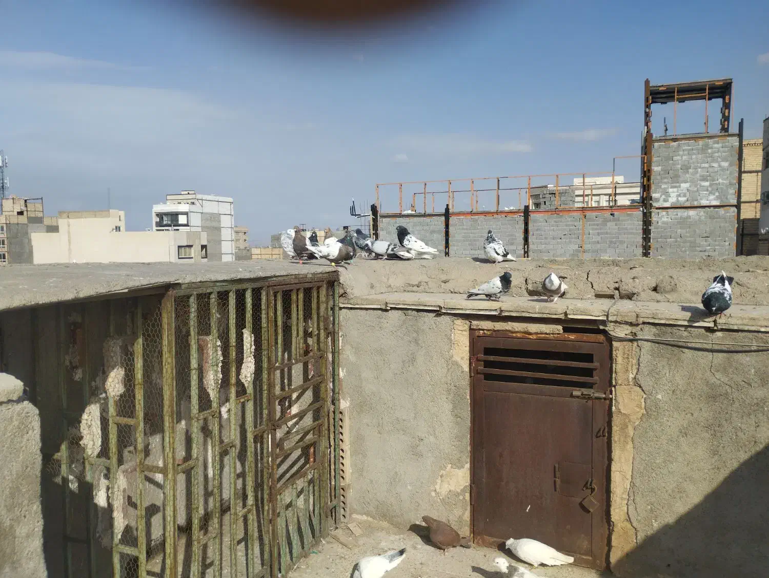 کفتر رنگه|پرنده|مشهد, ابوذر|دیوار