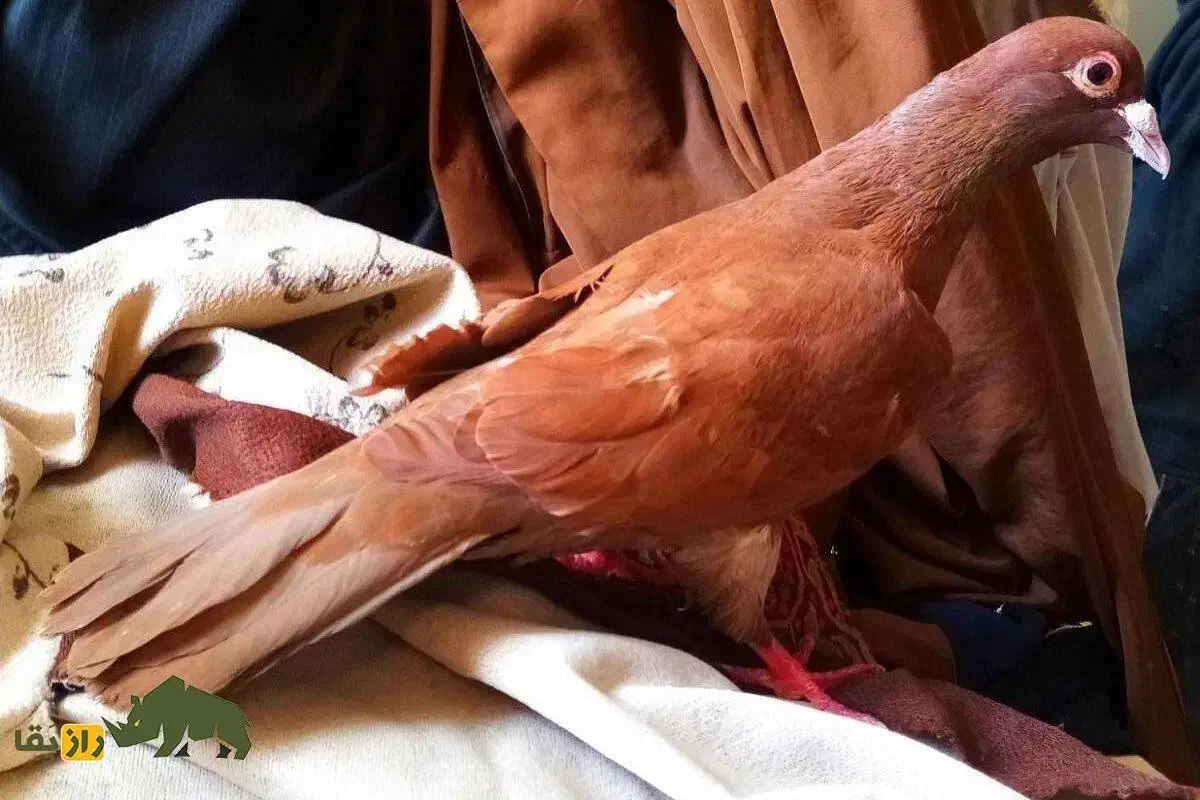 کبوتر گم کردم|حیوانات|اصفهان, خواجو|دیوار