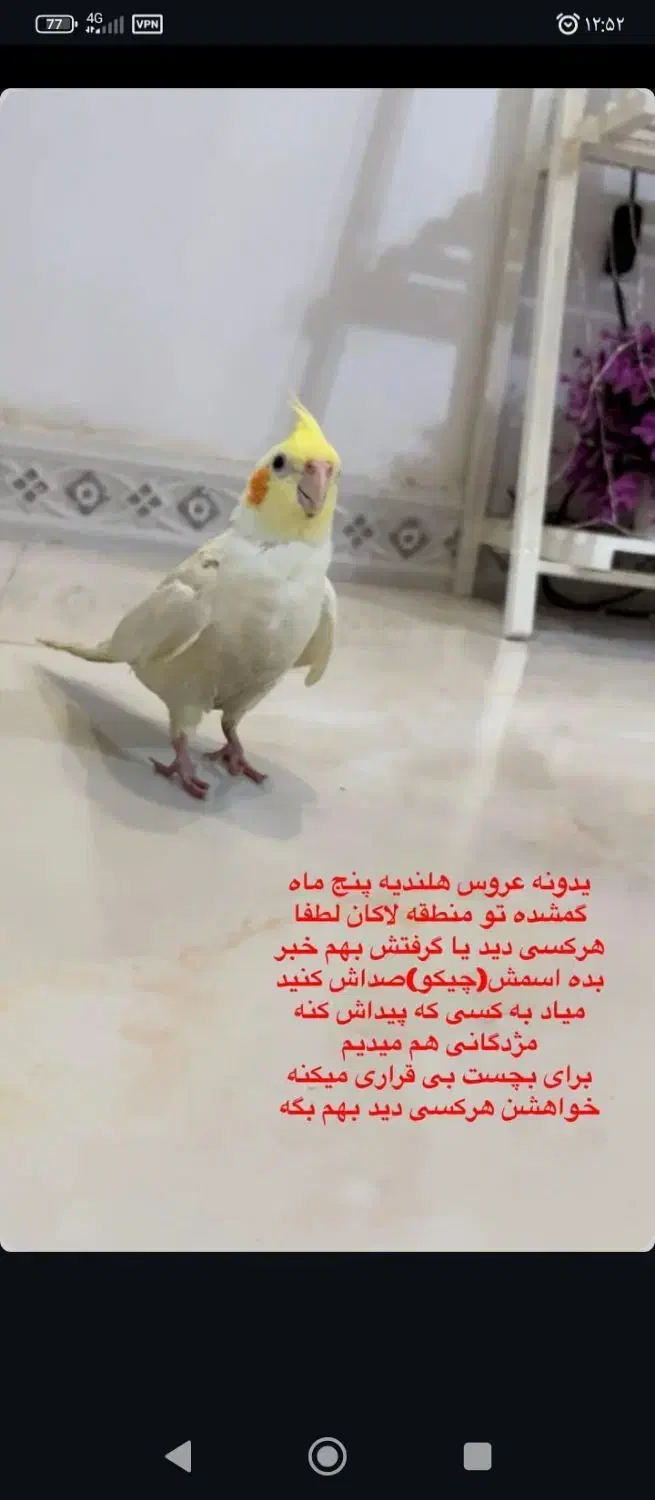 عروس هلندی گم شده|حیوانات|رشت, لاکان|دیوار