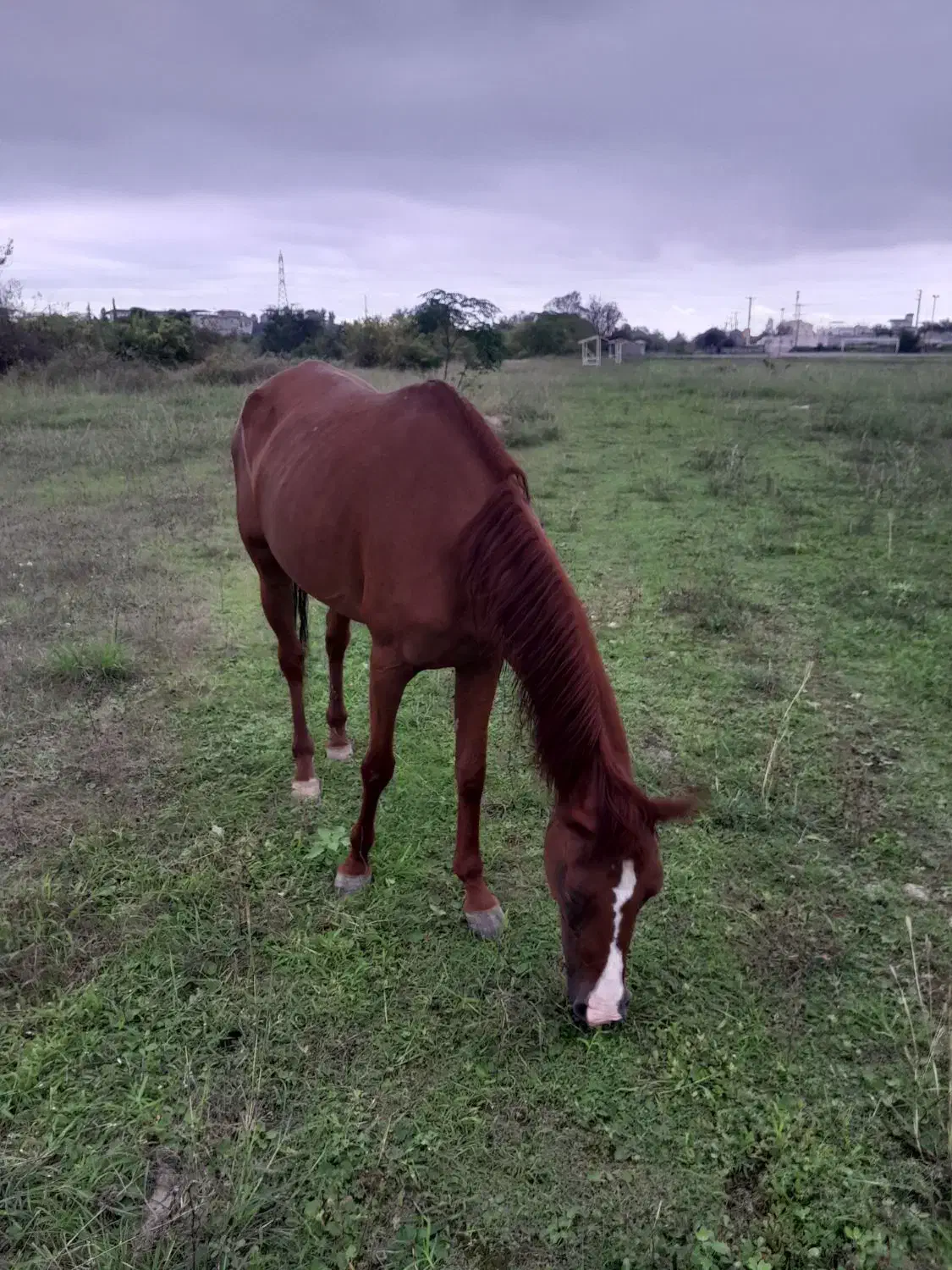 مادیان نژاد عرب|اسب و تجهیزات اسب‌سواری|دالخانی, |دیوار