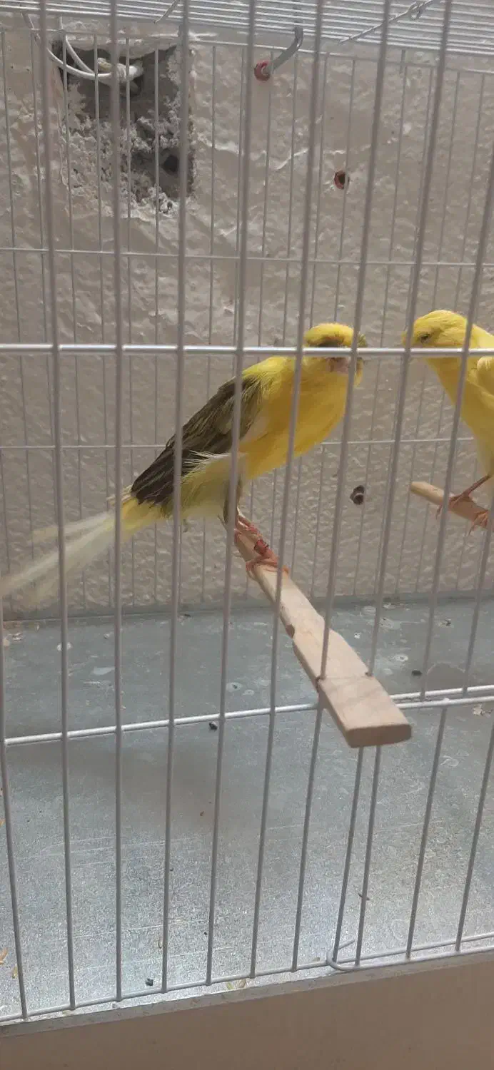 قناری کشیده بلند نروماده|پرنده|شاهینشهر, طالقانی|دیوار