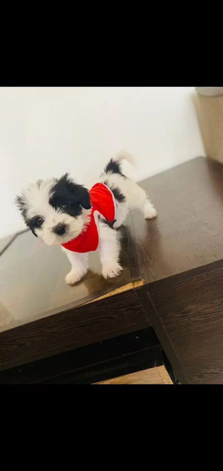 شیتزو پامر|سگ|تهران, سعادت‌آباد|دیوار