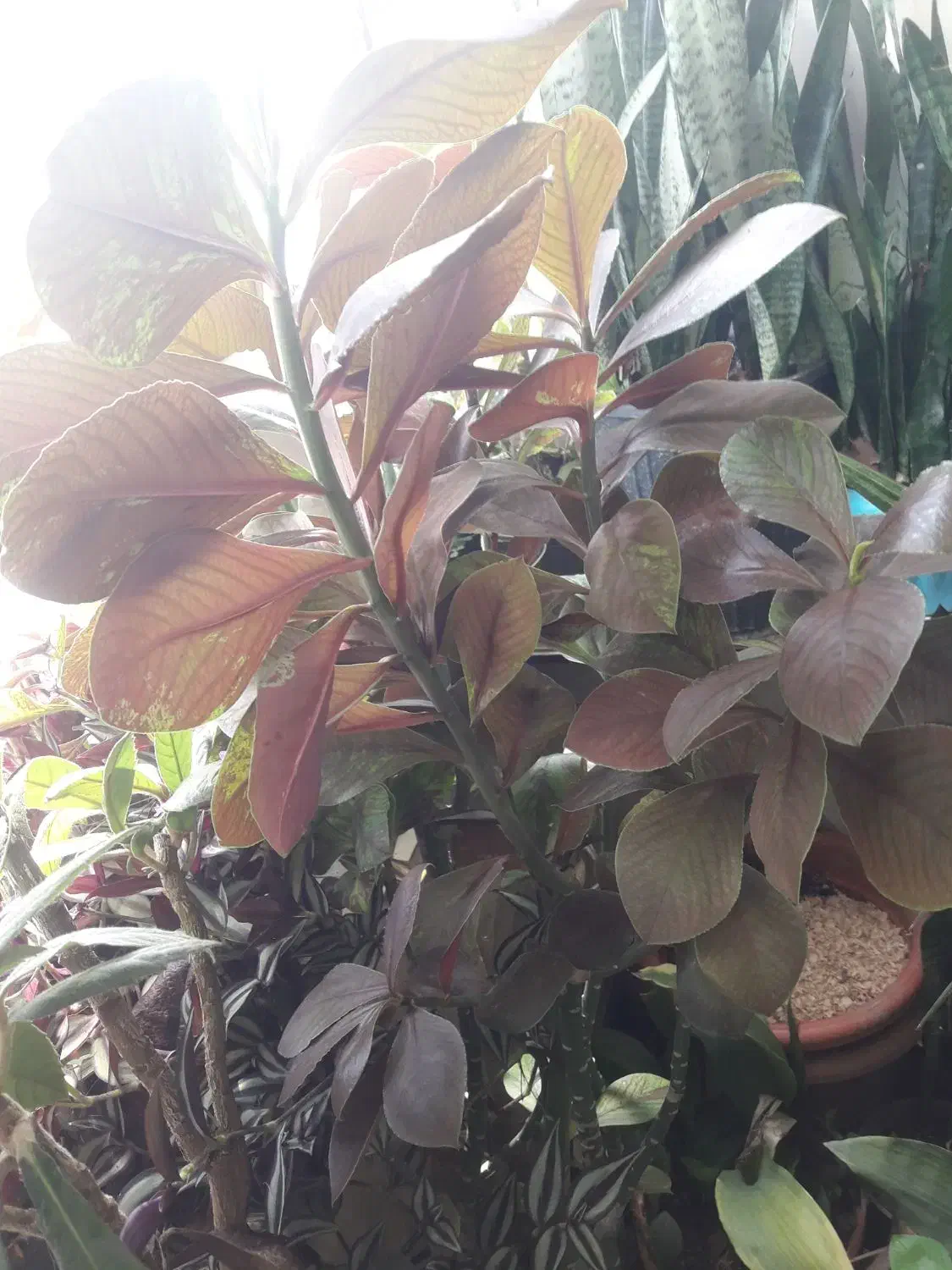 گل گیاه آپارتمانی|گل و گیاه طبیعی|پردیس, فاز ۳|دیوار