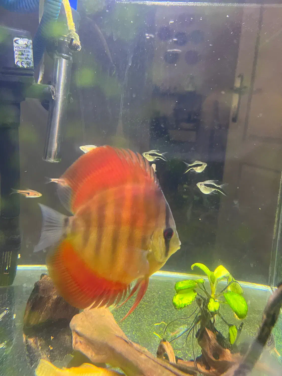 ماهی دیسکس|ماهی|تهران, جنت‌آباد جنوبی|دیوار