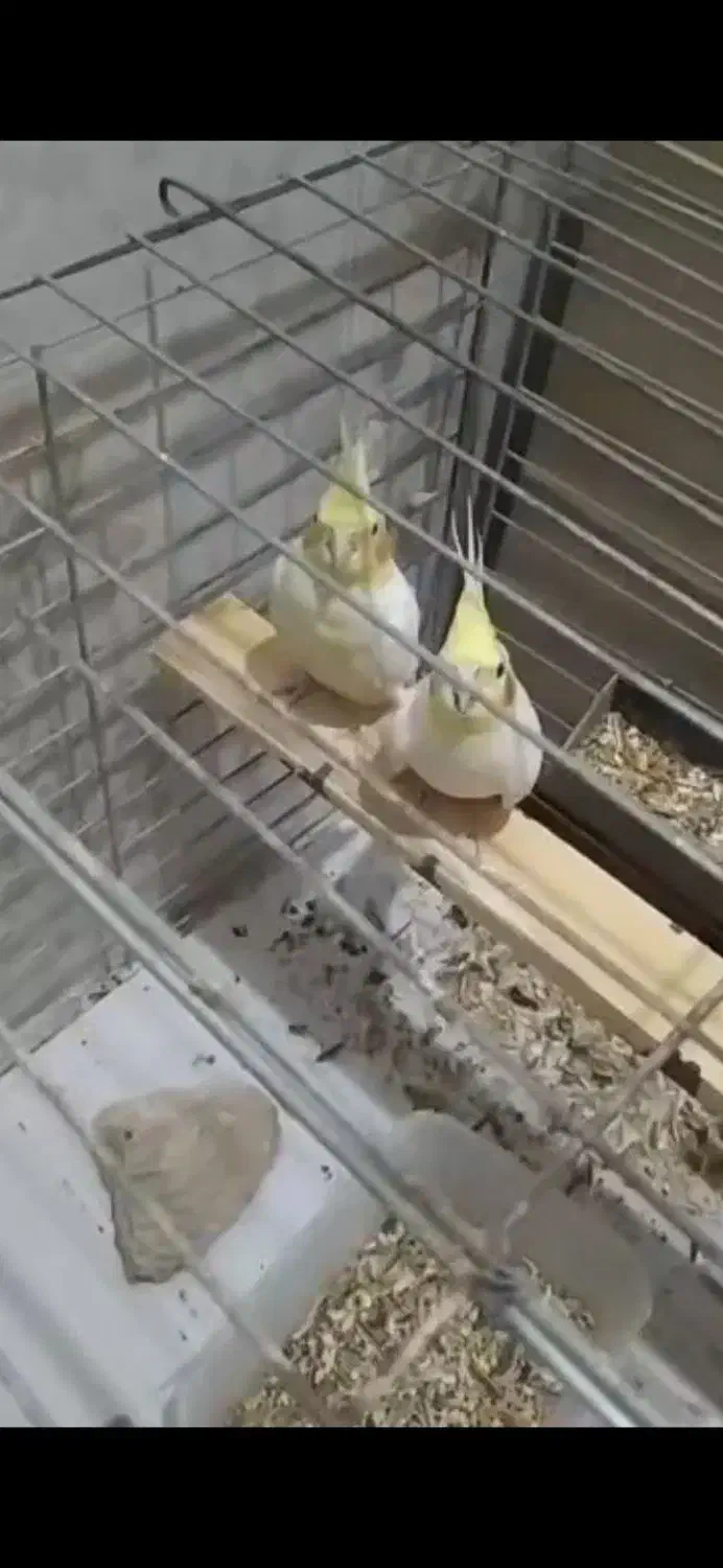 عروس هلندی|پرنده|بندرعباس, |دیوار