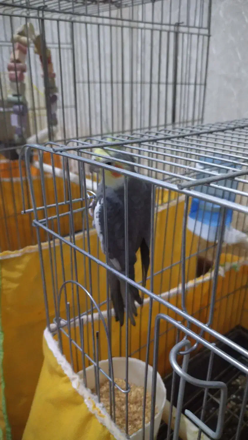 عروس هلندی|پرنده|الیگودرز, |دیوار