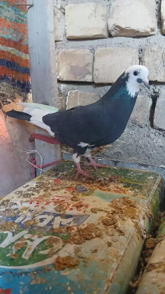 کفترشازده|پرنده|نجفآباد, یزدانشهر|دیوار