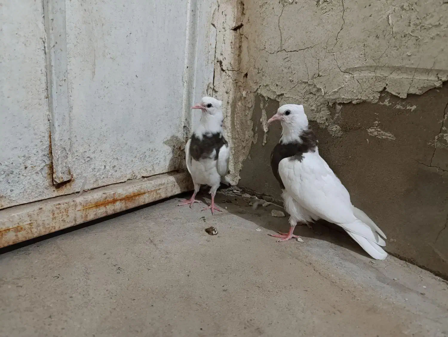 جفت طوقی|پرنده|لامرد, |دیوار