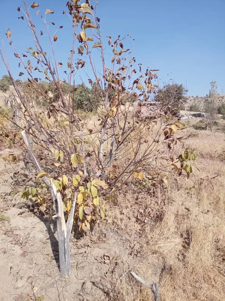 ۳هزار متر زمین کشاورزی روی خیابان اصلی|فروش زمین و ملک کلنگی|مریوان, |دیوار