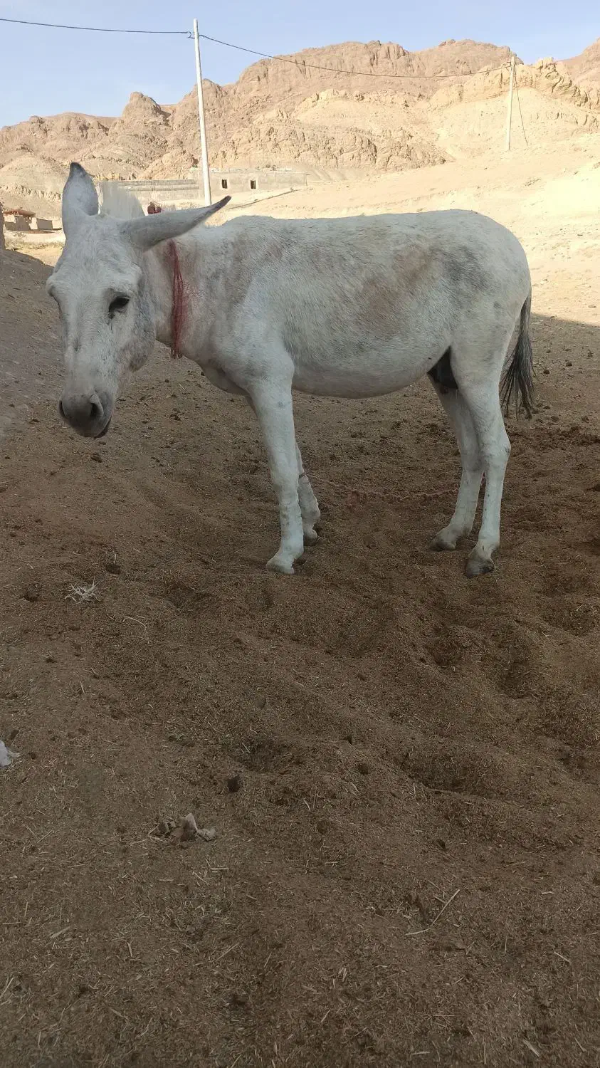 الاغ|حیوانات مزرعه|قم, قلعه عموحسین|دیوار