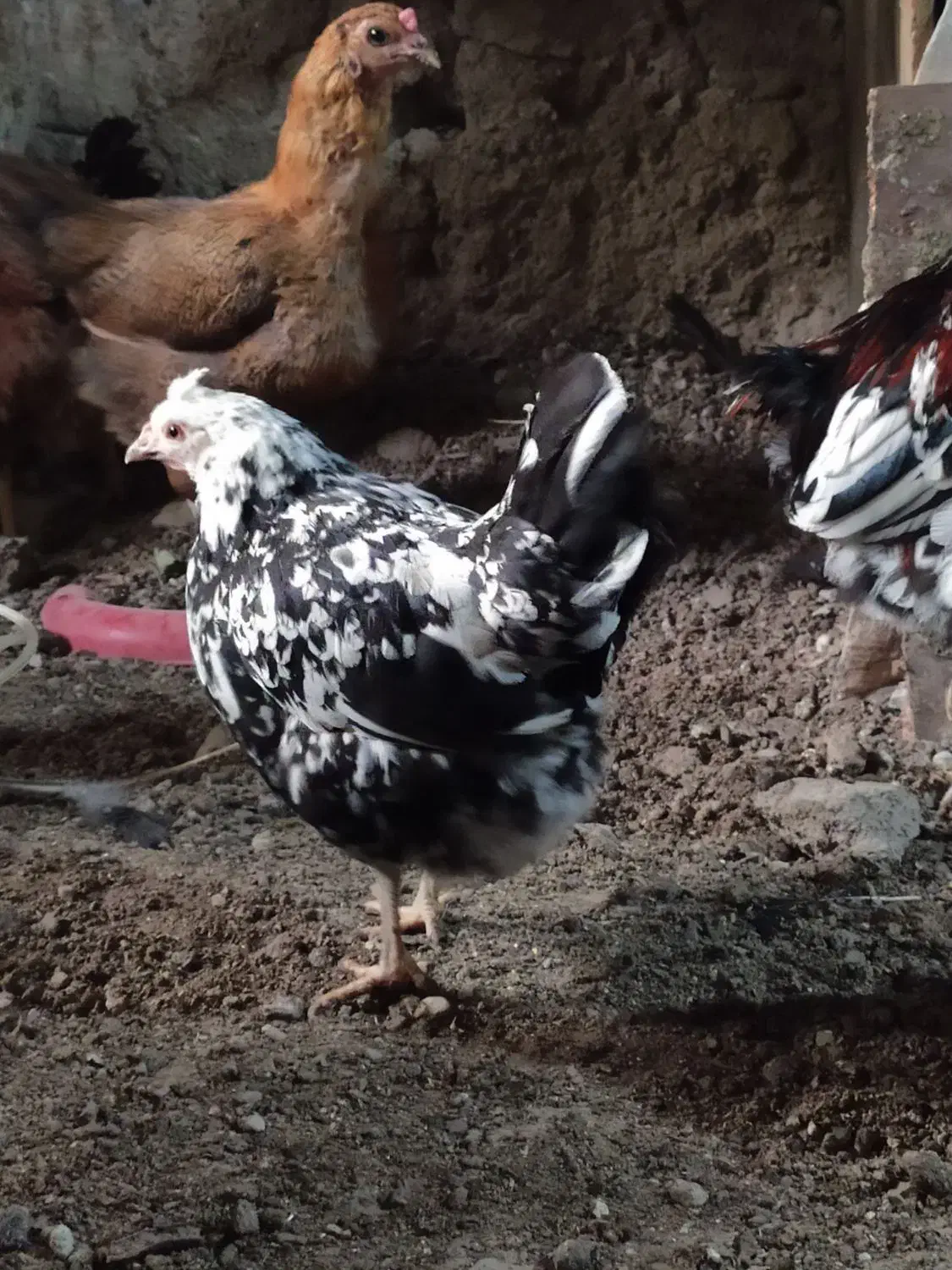 مرغ گلین|حیوانات مزرعه|آسارا, |دیوار