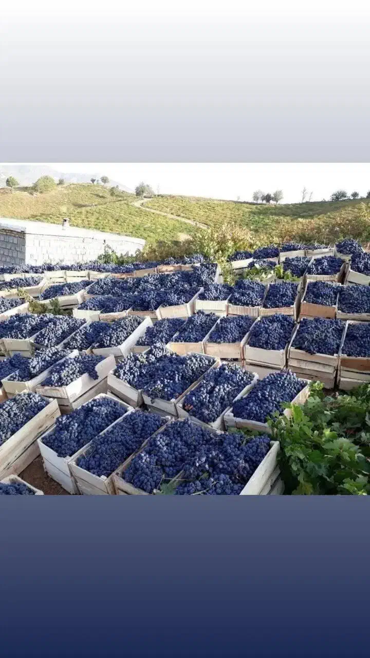 انگور شانی دیم سردشت.سنندج|خوردنی و آشامیدنی|اصفهان, رسالت|دیوار