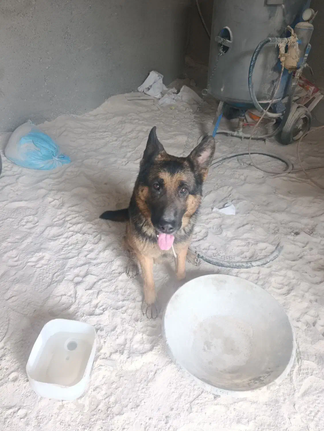 سگ ژرمن پیدا شده|حیوانات|سهند, |دیوار