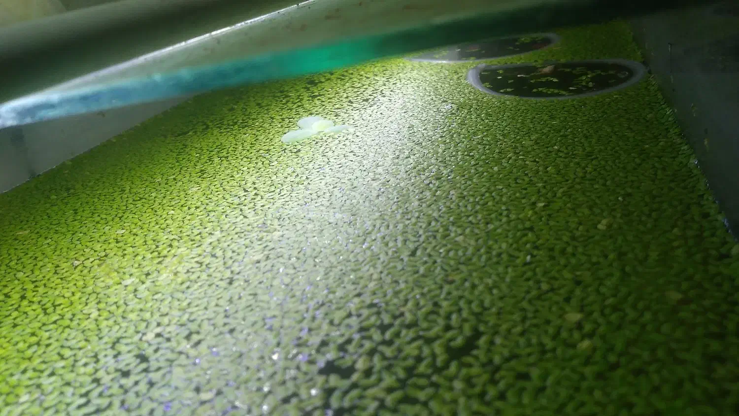 گیاه|ماهی|شیراز, فاضل|دیوار