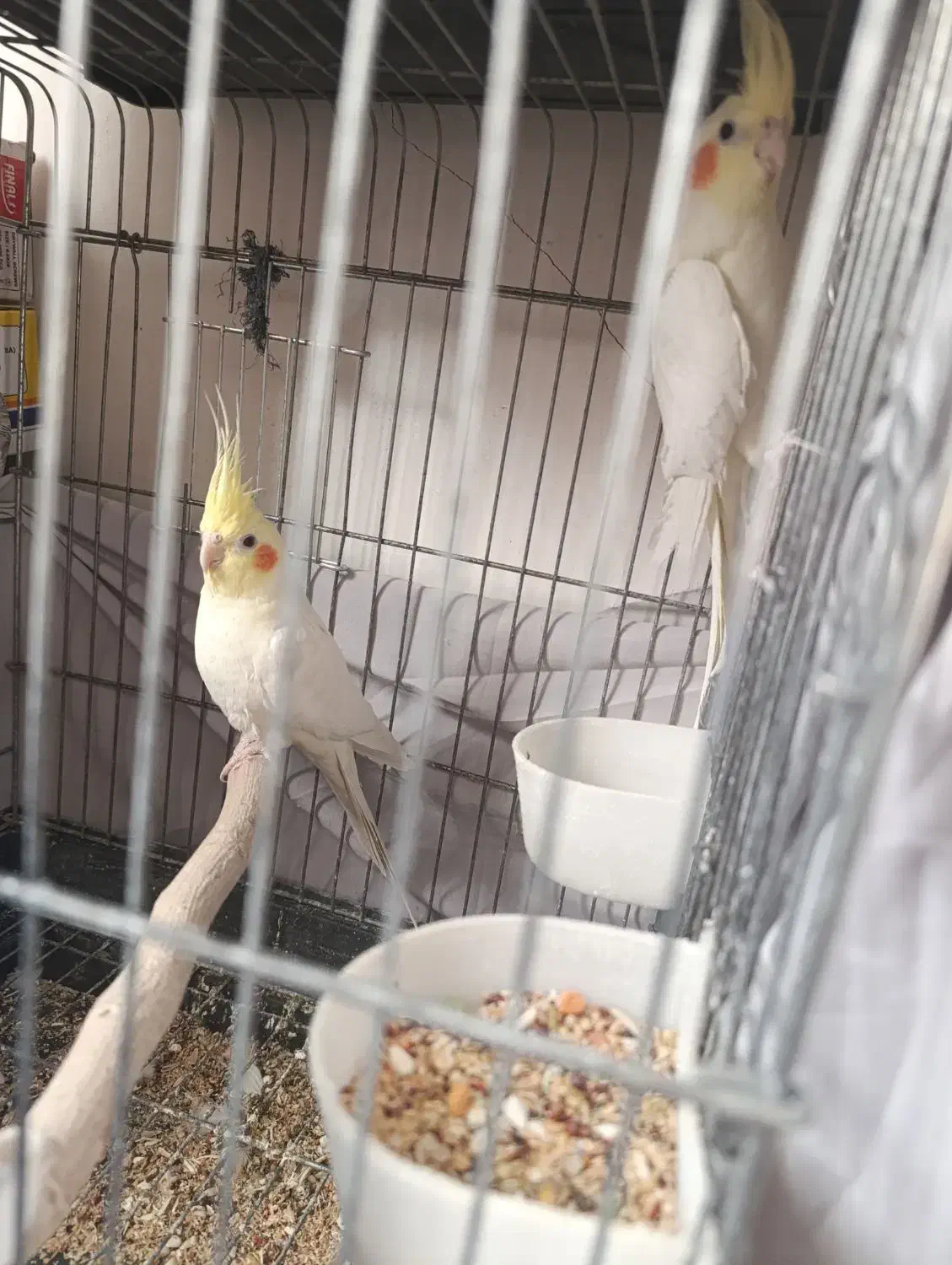 عروس هلندی مولد|پرنده|قم, چهل اختران|دیوار