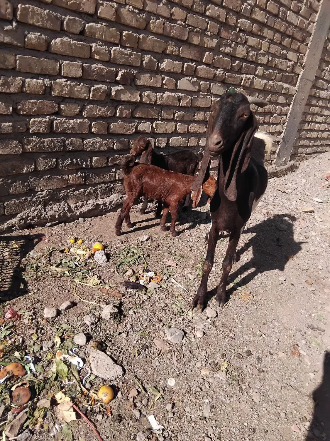 گیسه کاموری و بز پاکستانی دوقلو زا|حیوانات مزرعه|کرمان, |دیوار