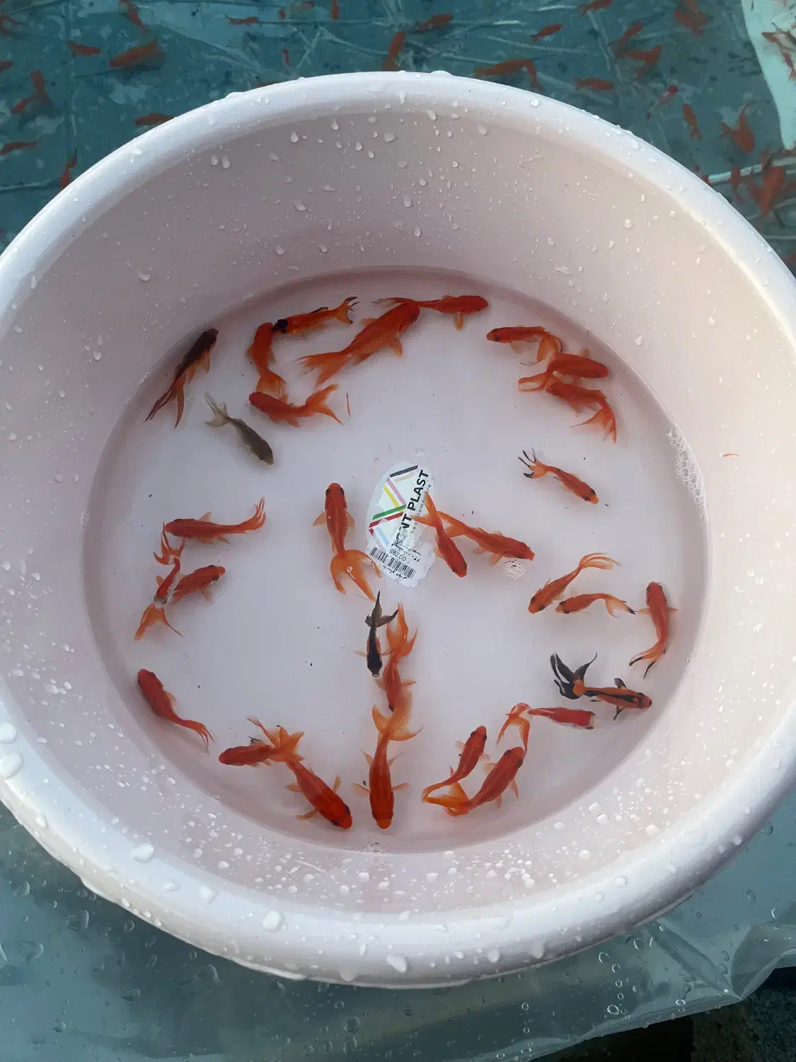 ماهی قرمز گلدفیش کوی|ماهی|ارطه, |دیوار