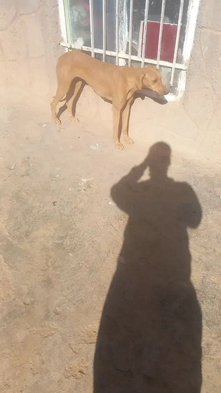 تازی جوان شکاری|سگ|تربت جام, جلگه موسی آباد|دیوار