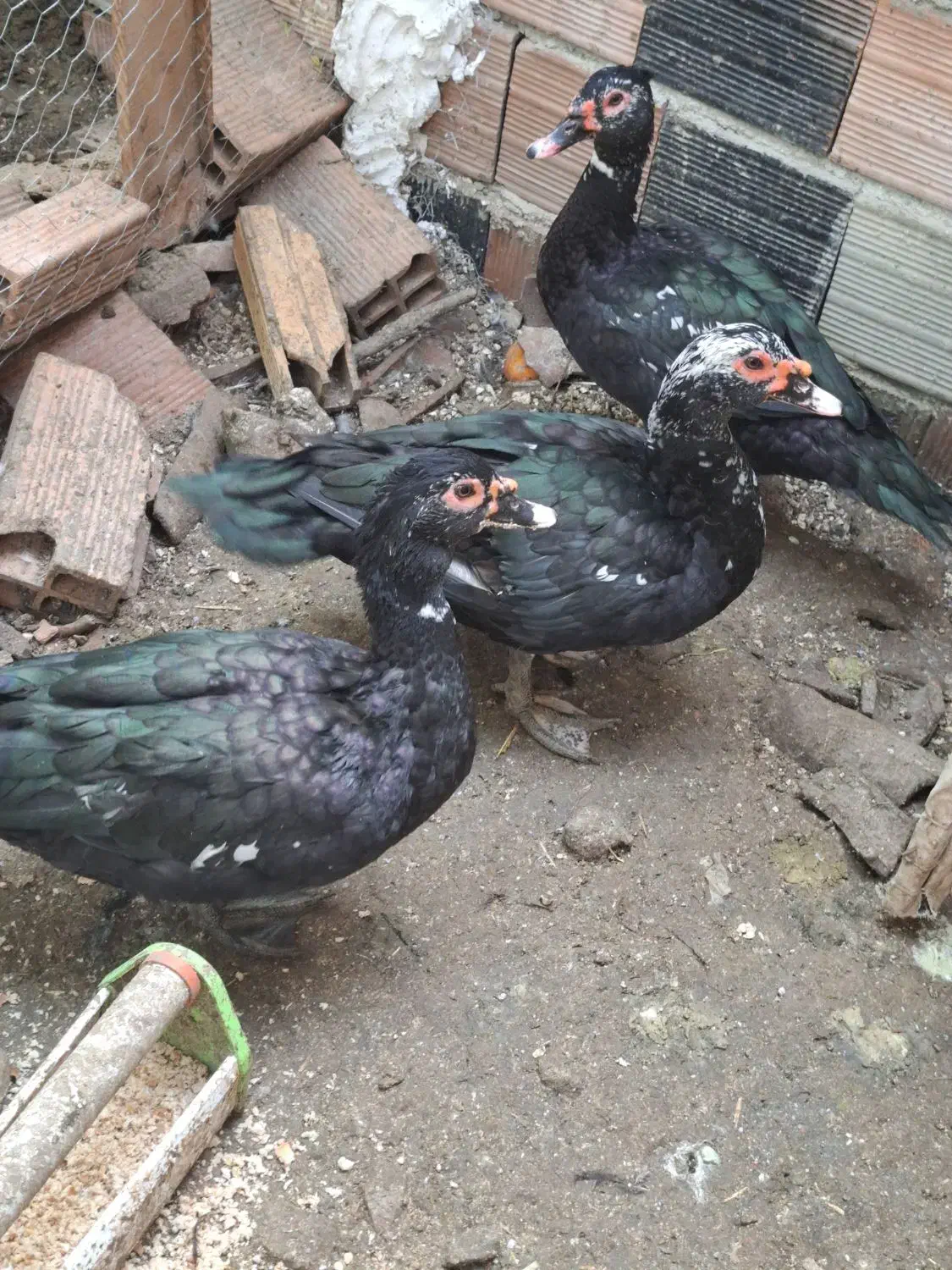 اردک‌ خارجی نر درشت مناسب کشتار|حیوانات مزرعه|بهشهر, |دیوار