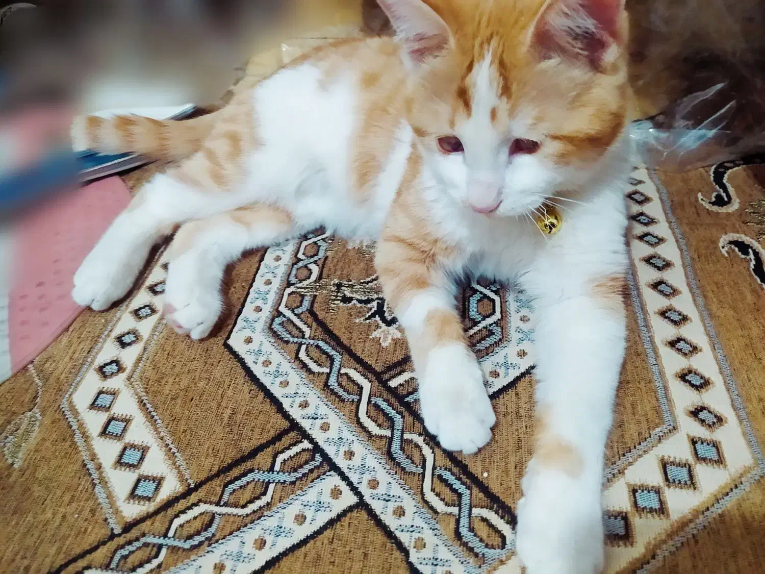 گربه DSHماده سفید و خوشگل فروش فوری|گربه|شاهینشهر, شهرک میلاد|دیوار