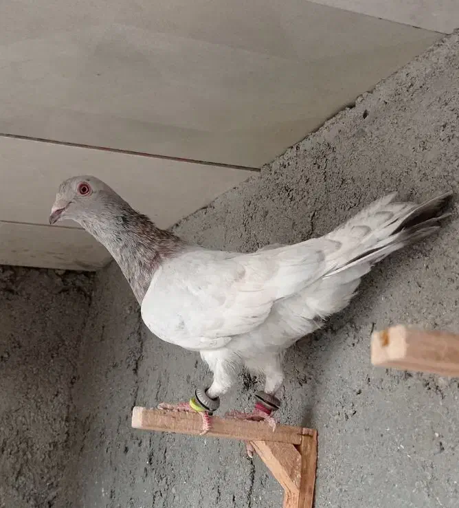 کفتر صید|پرنده|مشهد, شهید قربانی|دیوار